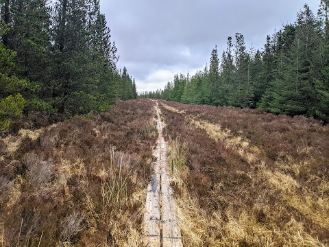 Sheskin forest trail