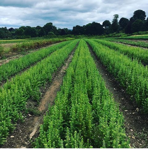 Fermoy Woodland Nurseries Ltd. Tree and Hedging Specialists