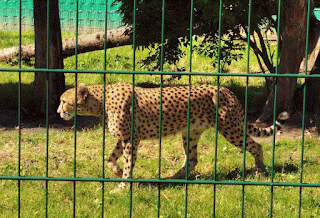 Emu w śląskim ZOO