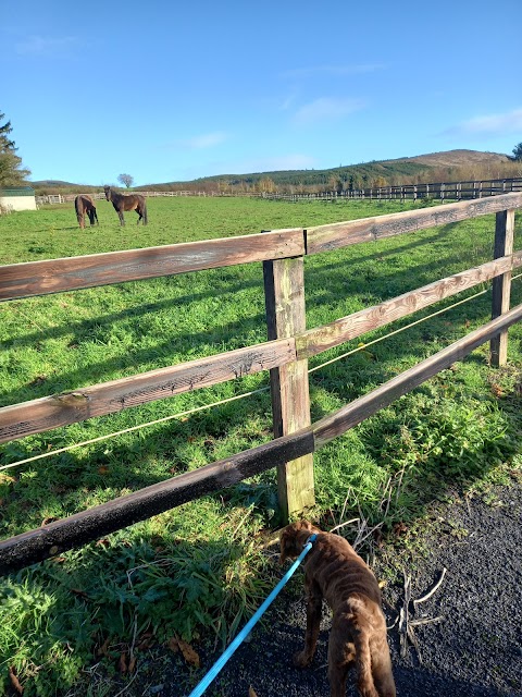 Limerick Animal Welfare Sanctuary