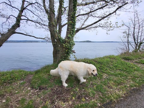 The Hound Hotel - Boutique Dog Hotel