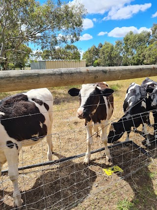 Animal Land Children's Farm