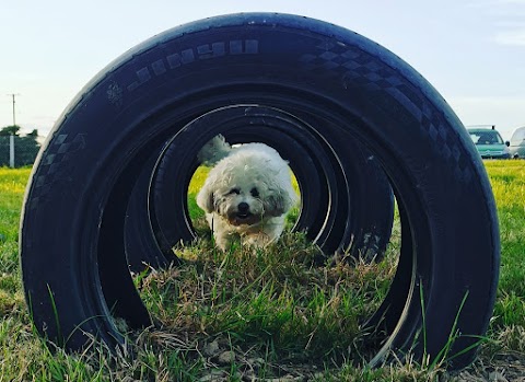 Cullen Dog Daycare and Grooming