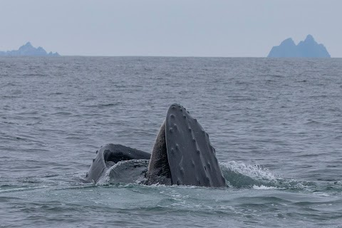 Blasket Island Sea Life Tours