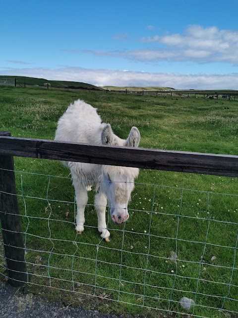 Moher Hill Open Farm and Leisure Park