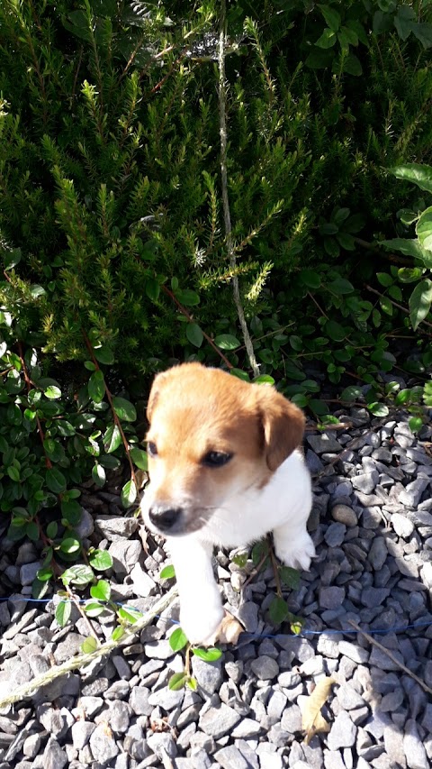 Bantry Boarding Kennels