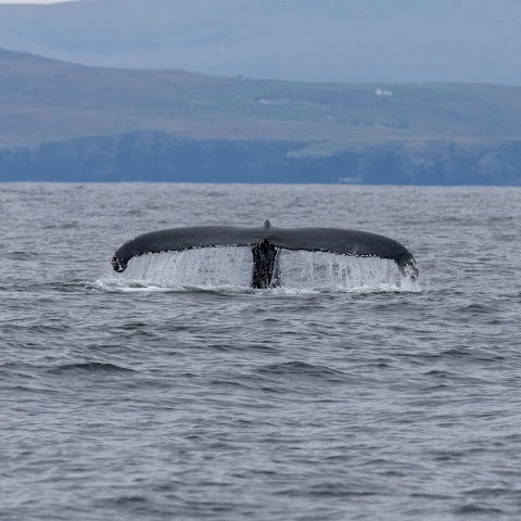 Blasket Island Sea Life Tours