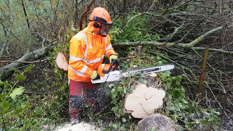 Tree Surgeons & Tree Removal - Pro Gardening - Limerick