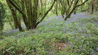 Ballyannan Woods - Midleton Forest