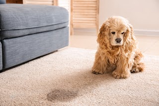 Superior Carpet Cleaning