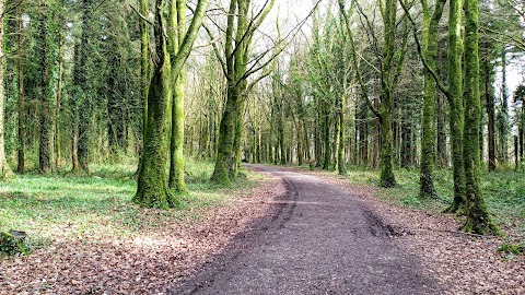 Derrycarne Wood