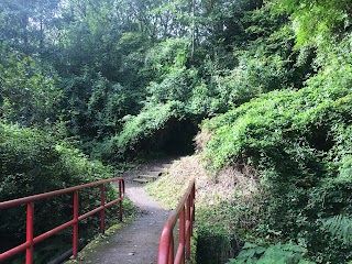 Ballybrack Woods (Mangala)