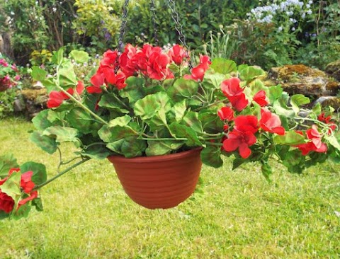 Irish Plants Direct Home & Gardens