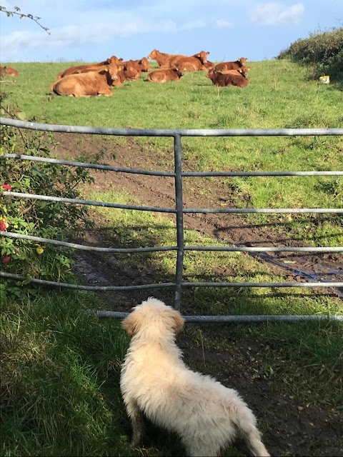 Portumna Vet Clinic