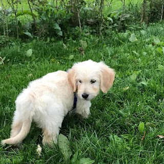 Portumna Vet Clinic