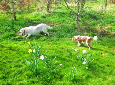 Jenkinstown Boarding Kennels