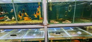 Le Tran Aquarium World