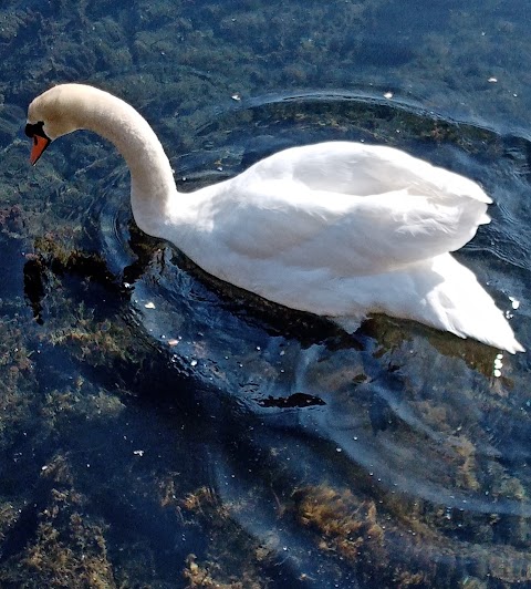 Marlfield Lake