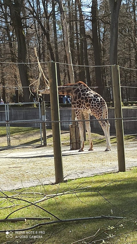 Parking Zoo - Kukułcza