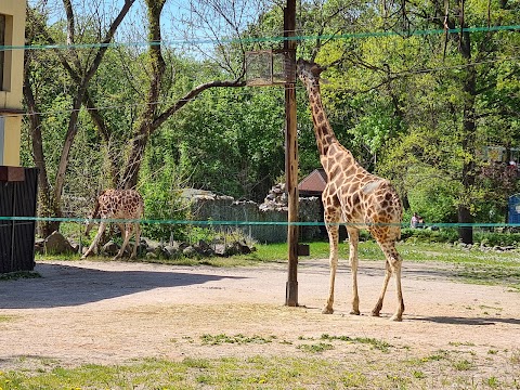 MIEJSKI OGRÓD ZOOLOGICZNY W PŁOCKU Sp. z o.o.