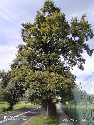 Dąb w Zaborowie - Pomnik przyrody