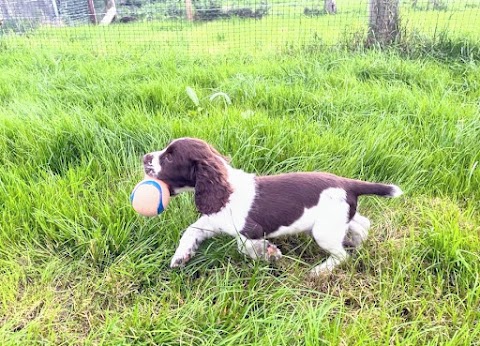 Cavan Dog Boarding Kennels