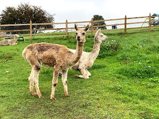 Tearaways Pet Farm & Activity Centre