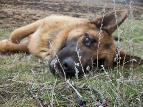 Питомник немецких овчарок "Венбер"