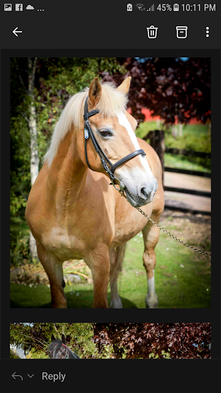 Meadow Lane Riding School