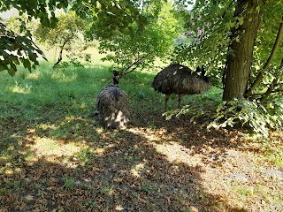 Emu w śląskim ZOO