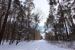 Ozerne Forest