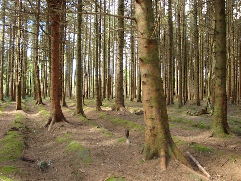 Merlin Park Woods