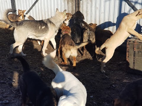 БО Дім Сірка . Притулок