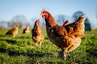 Gabinet Weterynaryjny Ewa Bernad Profilaktyka I Leczenie Chorób Ptaków