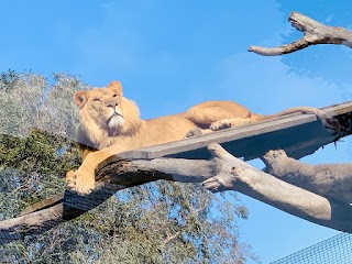 26-Melbourne Zoo/Royal Park