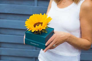 Bloom in a Box