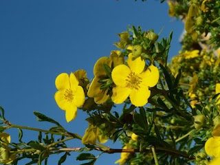 Western Plant Nursery