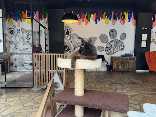 Neko Cafe - ul. Chełmińska Kocia Kawiarnia