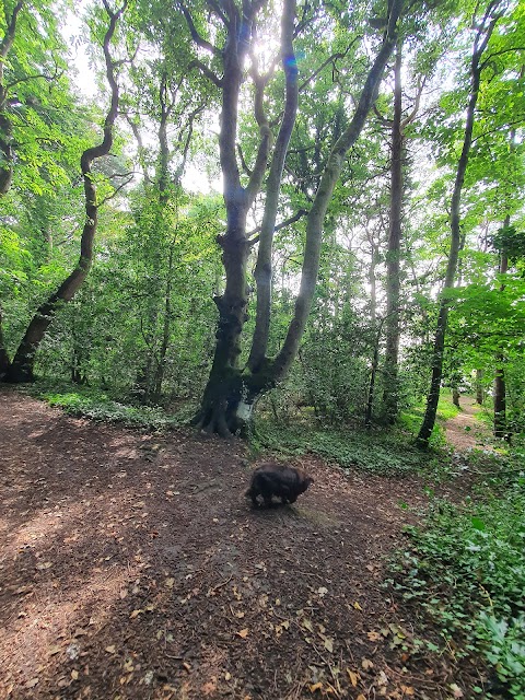 Castlelough public park