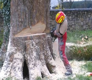 Western Tree Care
