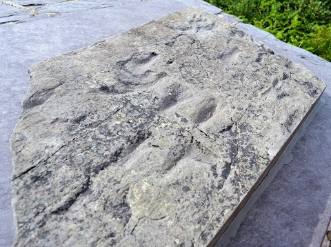 The Valentia Island Tetrapod Footprints
