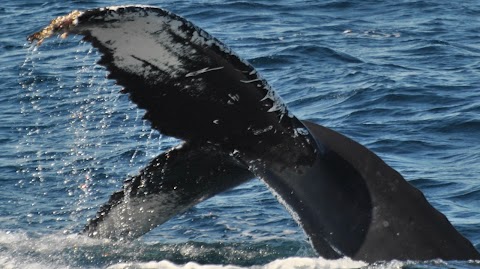 Ocean Research & Conservation Ireland (O.R.C.Ireland)