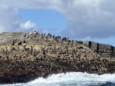 Fenit Sea Safari