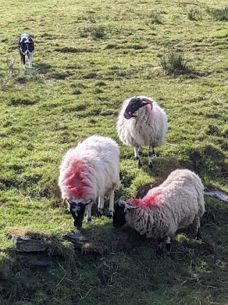 Kells Sheepdogs, Ring of Kerry