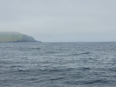 Tralee and Brandon Bay Eco-Marine Tours