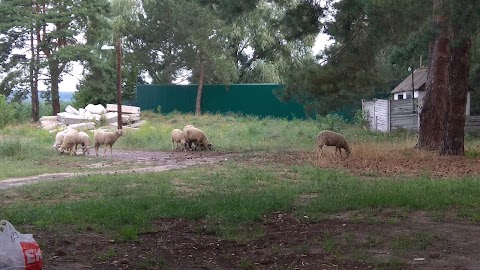 База відпочинку "Сонячна"