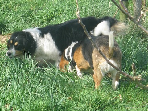 Jenkinstown Boarding Kennels