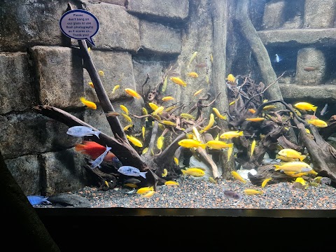 Dingle Oceanworld Aquarium