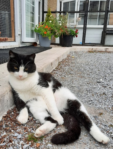 Happy cats cattery