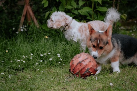 Cork Paws - Dog Boarding